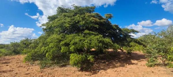 Brasilien 1'000 Hektar grosses Tiefpreis - Grundstück mit Rohstoffen